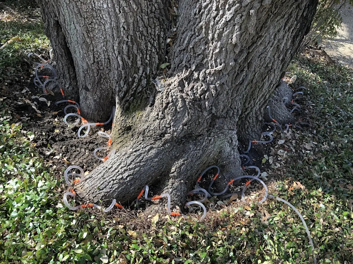 Detailed Tree Cabling and Bracing job site in Simla